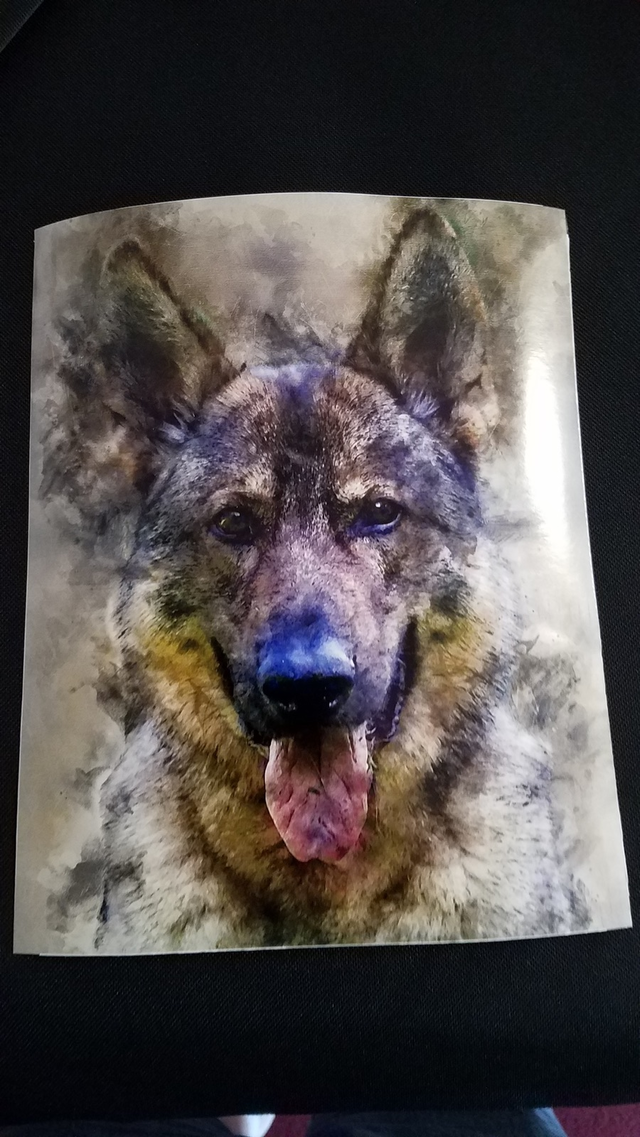 German shepherd portrait print