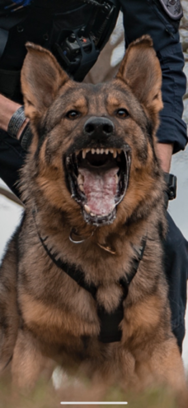 German shepherd photo print