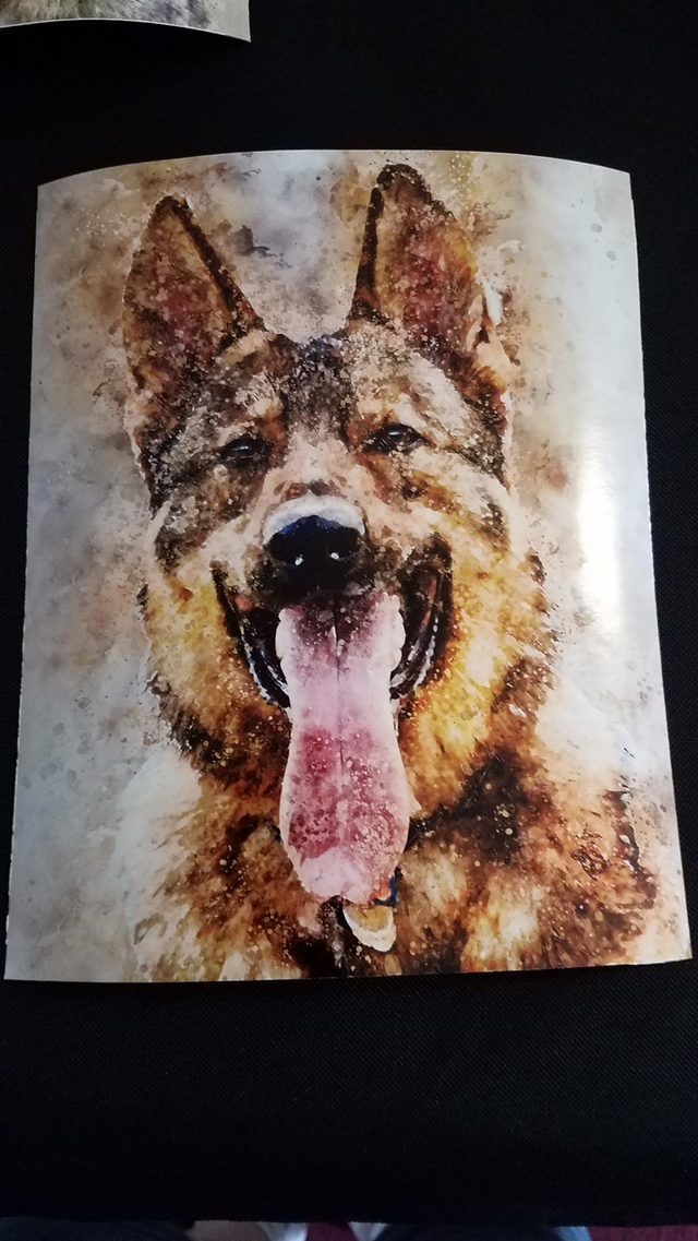 German shepherd portrait printed on a shirt